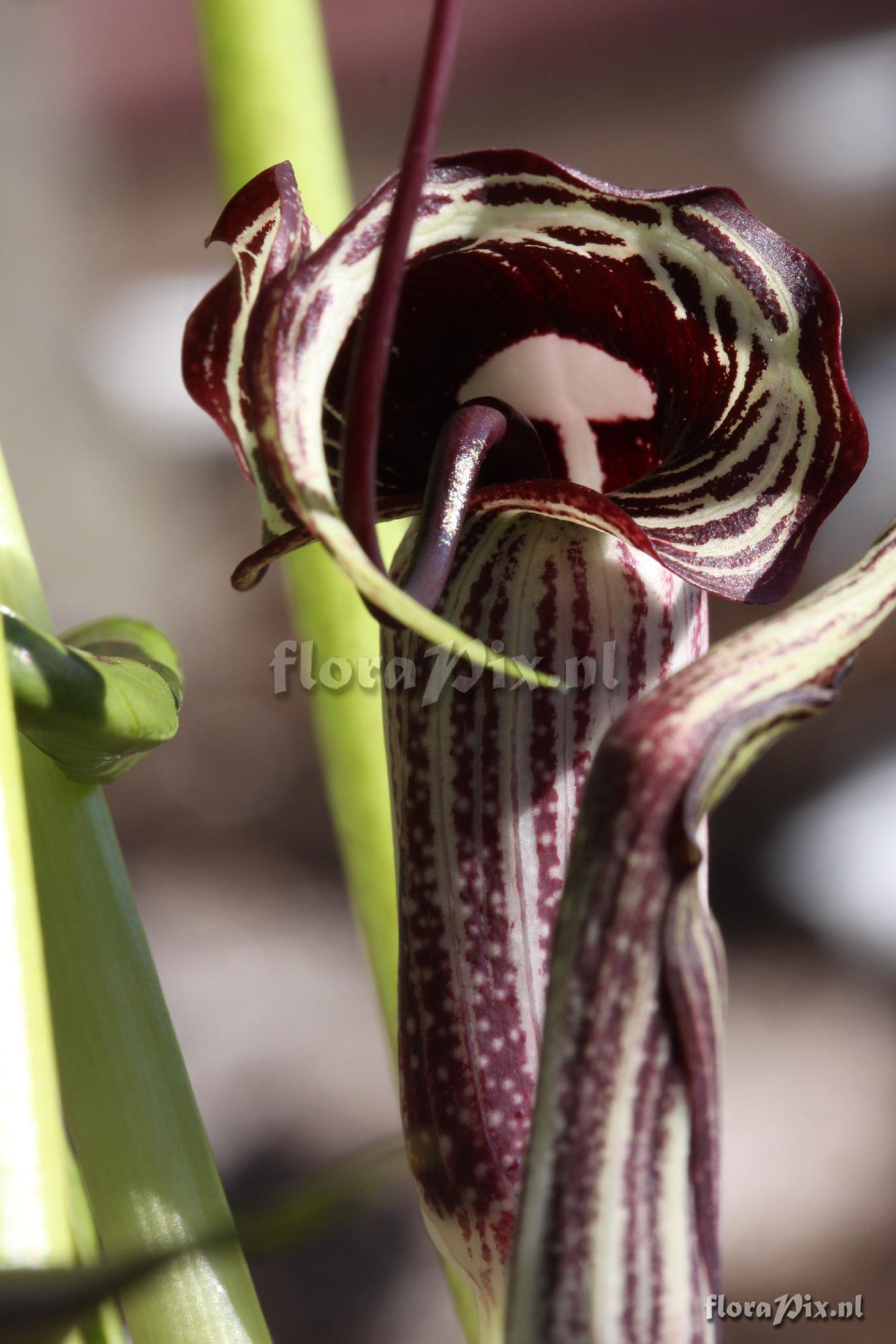 Arisaema kiushianum