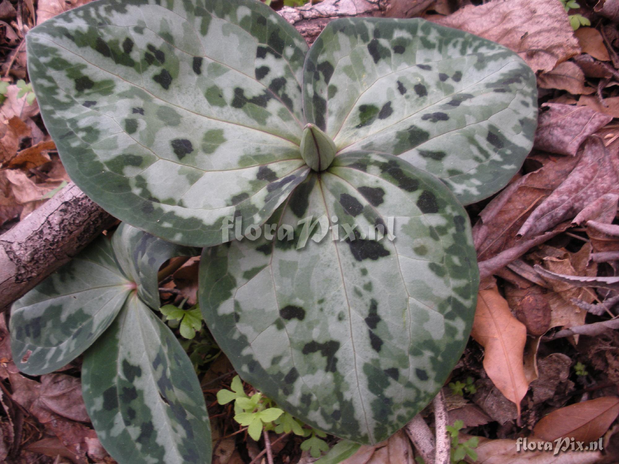 Trillium reliquum