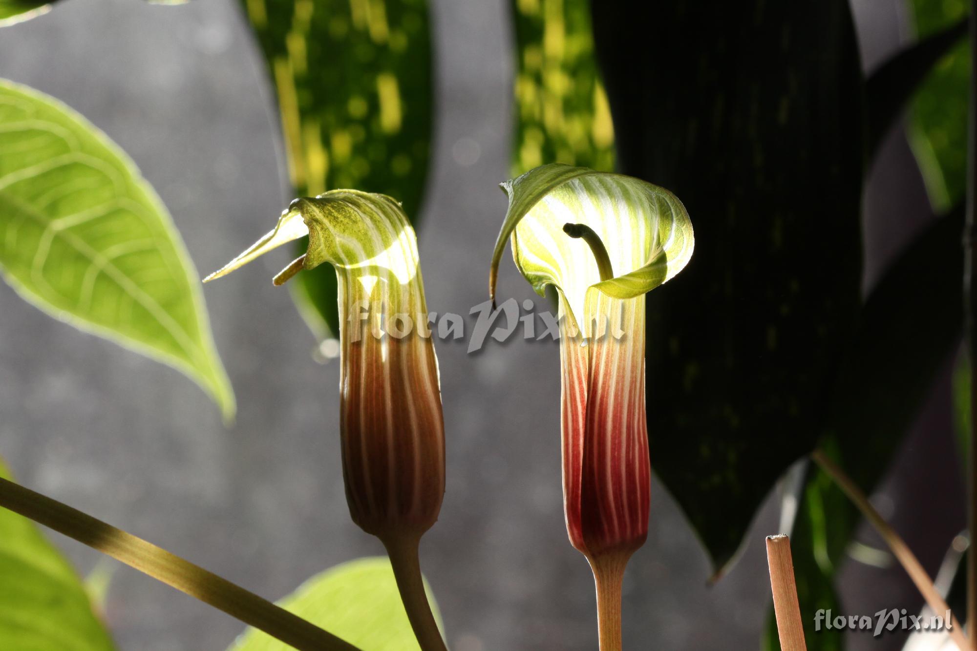 Arisaema lichiangense