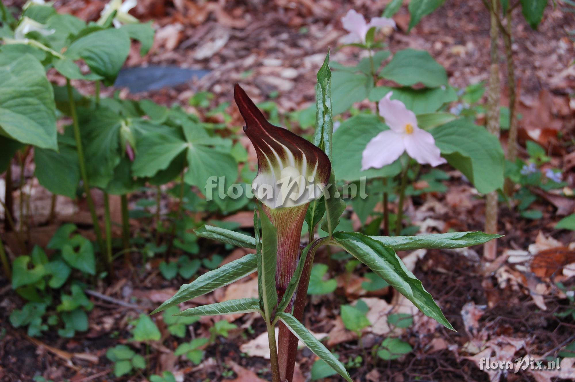 Arisaema sikokianum hybrid