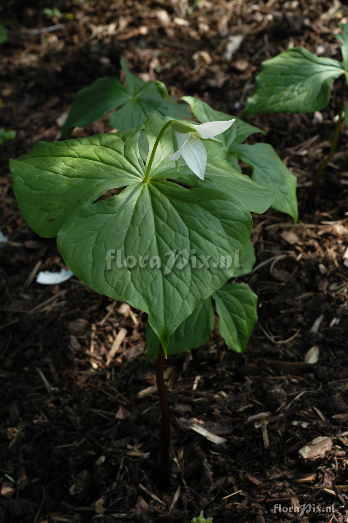 Trillium sulcatum