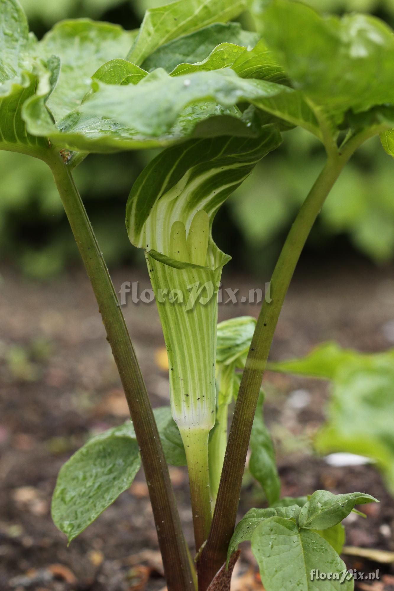 Arisaema amurense