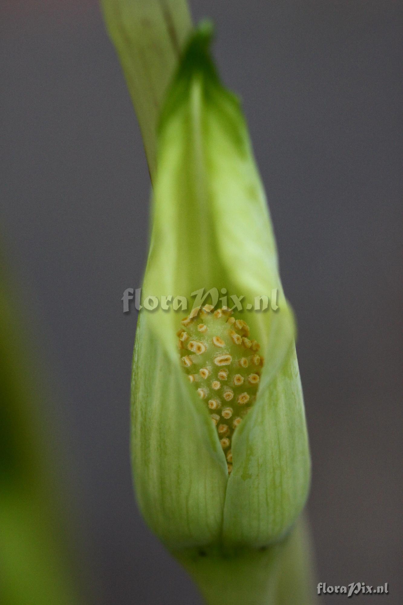 Arisaema exappendiculatum