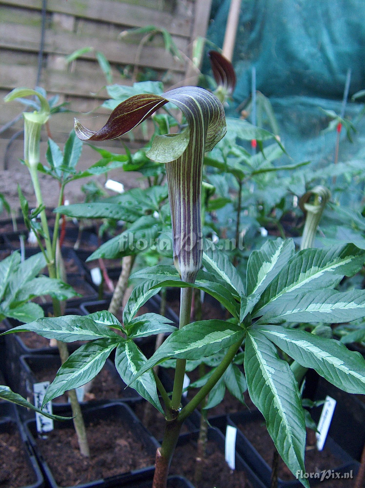 Arisaema aequinoctiale