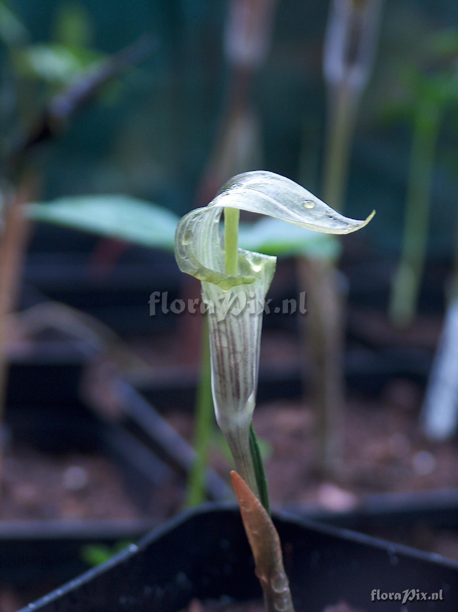 Arisaema minus