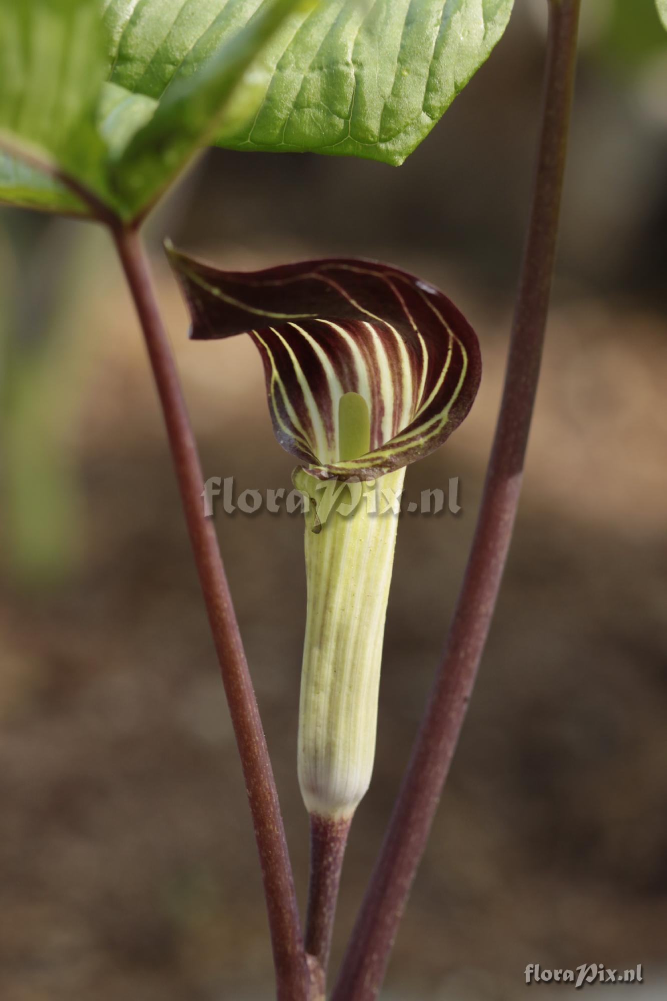 Arisaema triphyllum