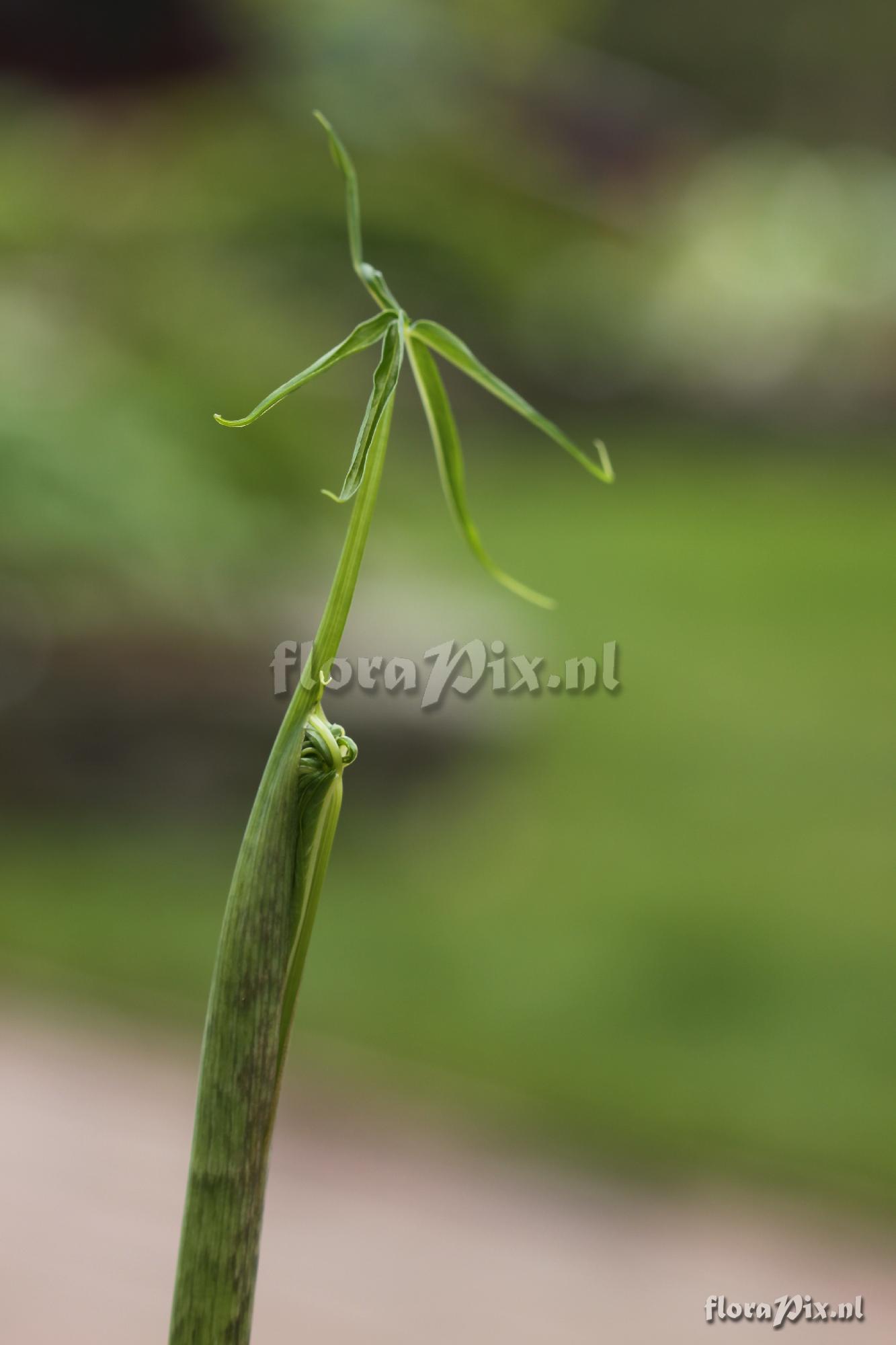 Arisaema consanguineum