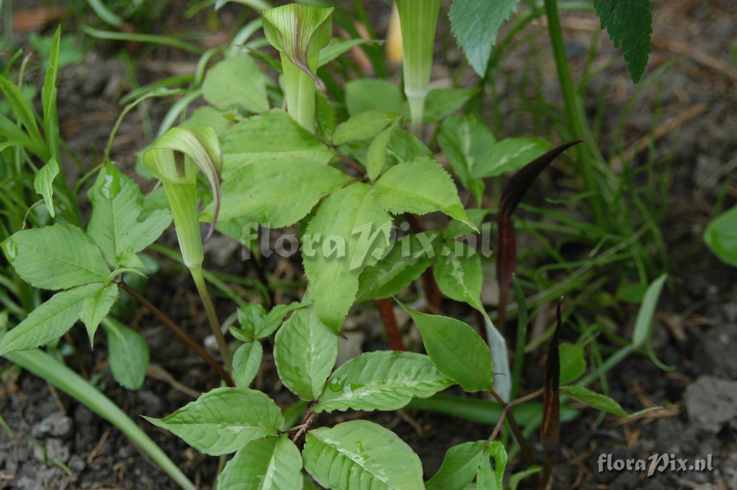 Arisaema ehimense