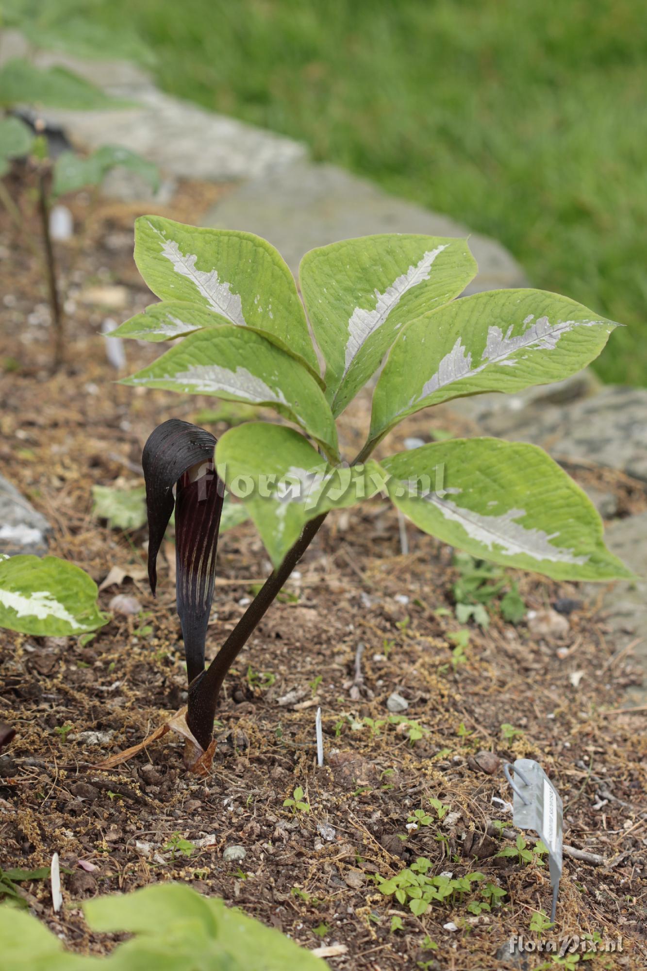 Arisaema sazensoo