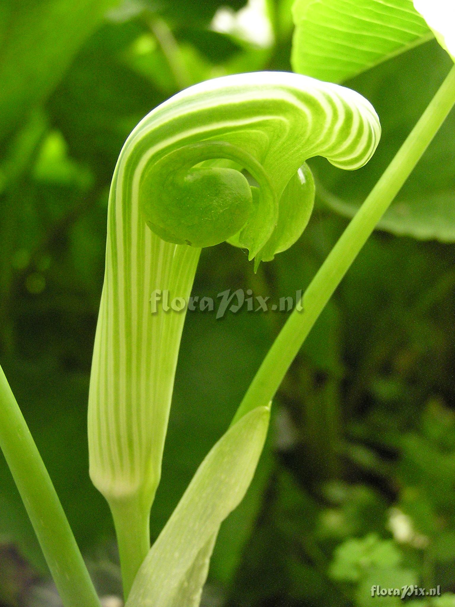 Arisaema ringens