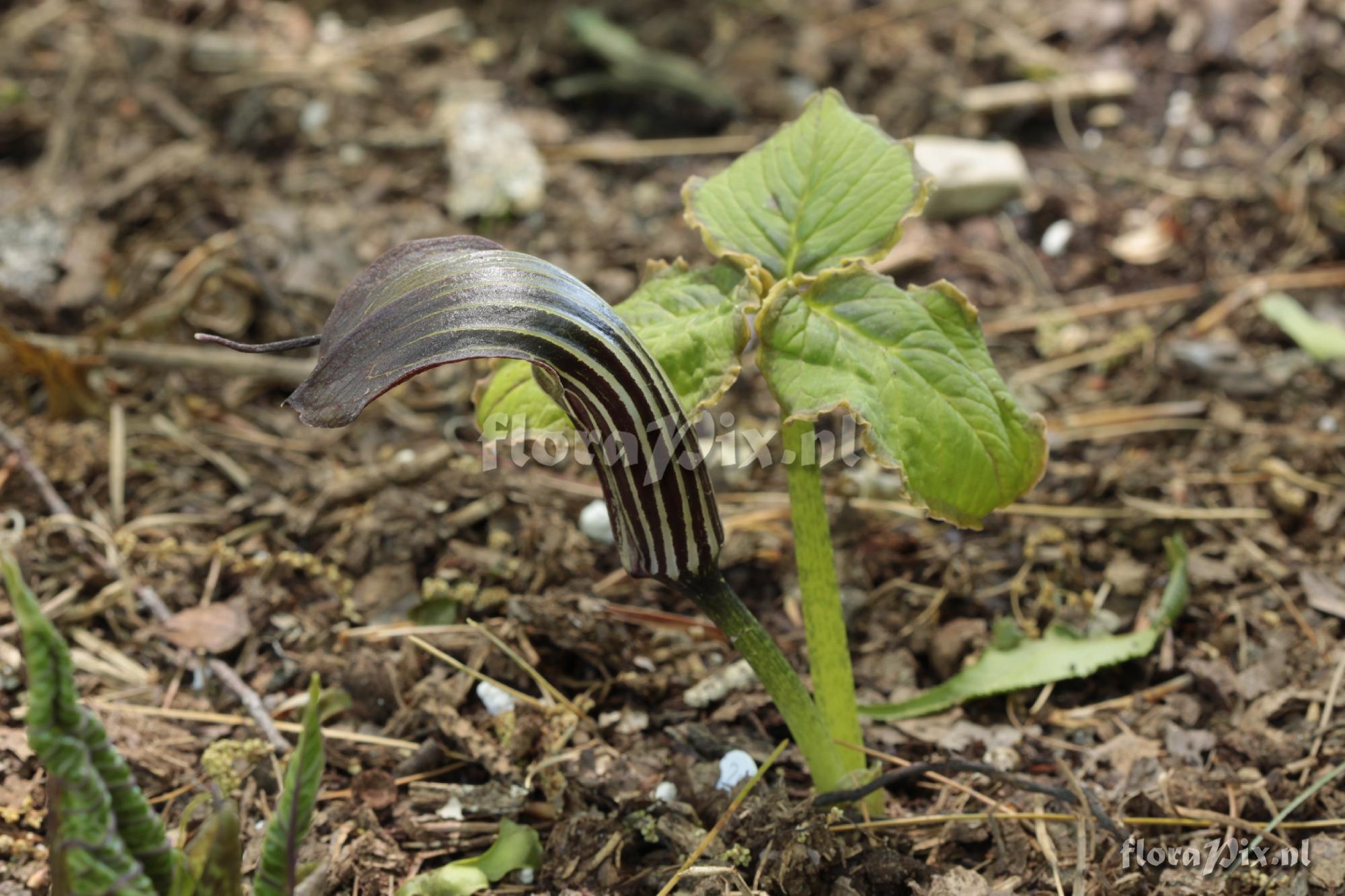 Arisaema propinquum