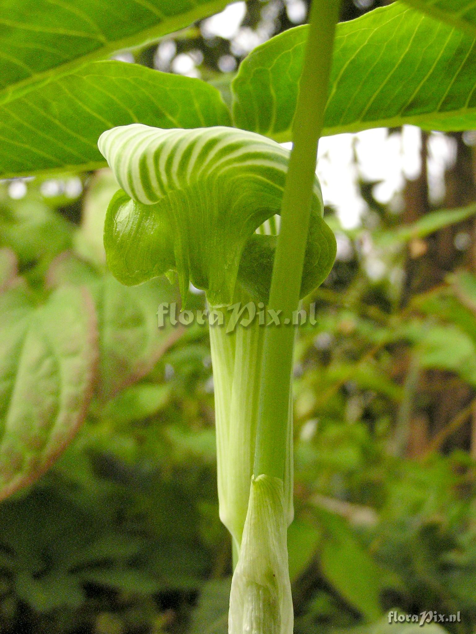 Arisaema ringens