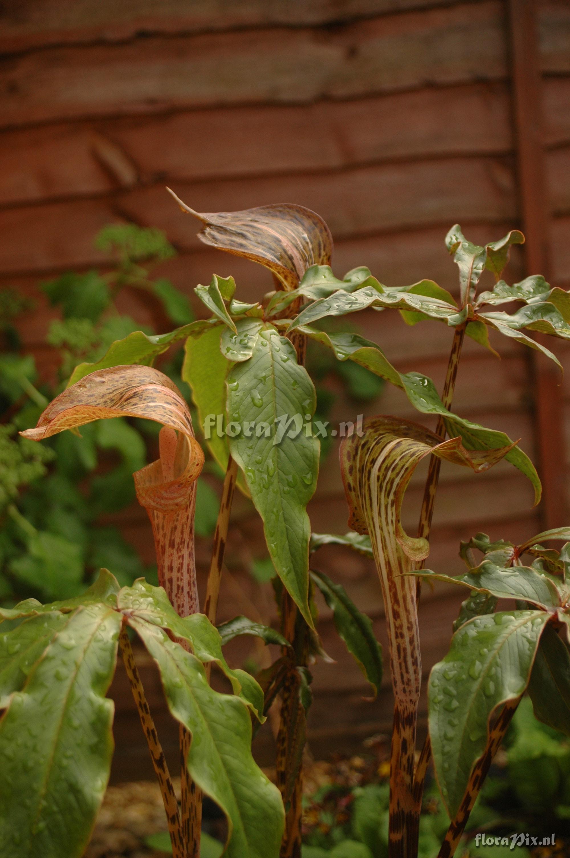 Arisaema nepenthoides