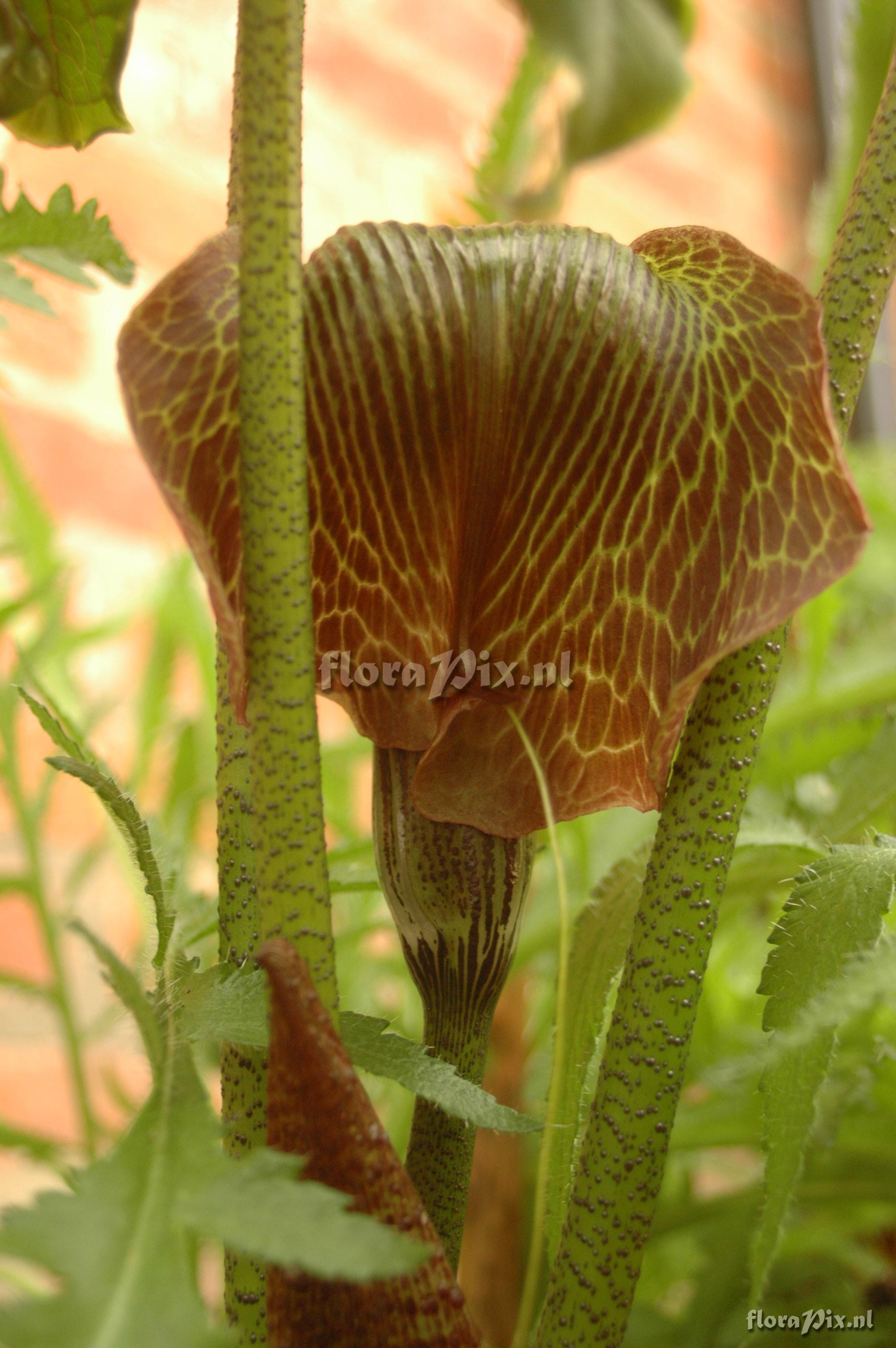 Arisaema griffithii var. pradhanii