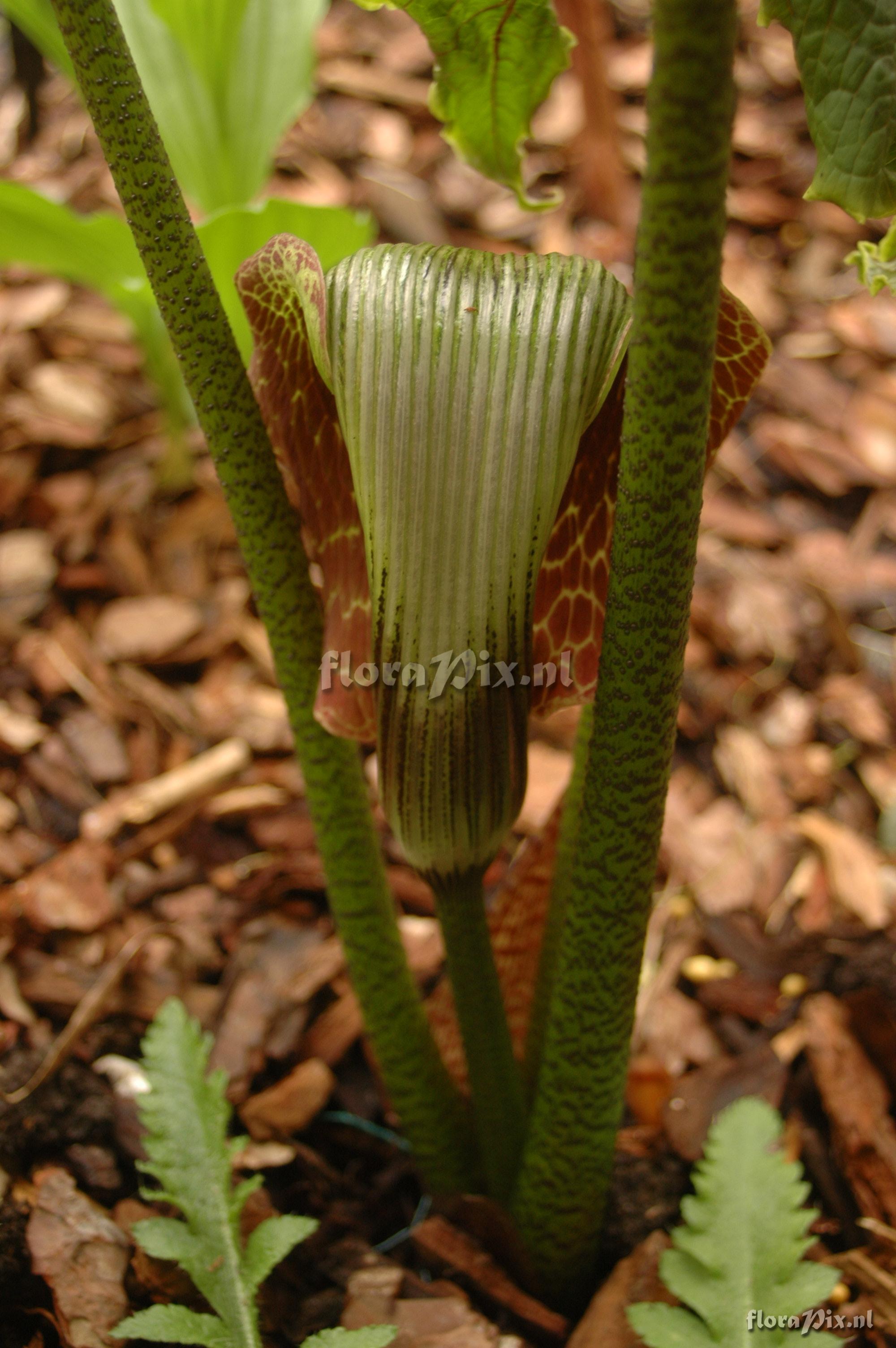 Arisaema griffithii var. pradhanii