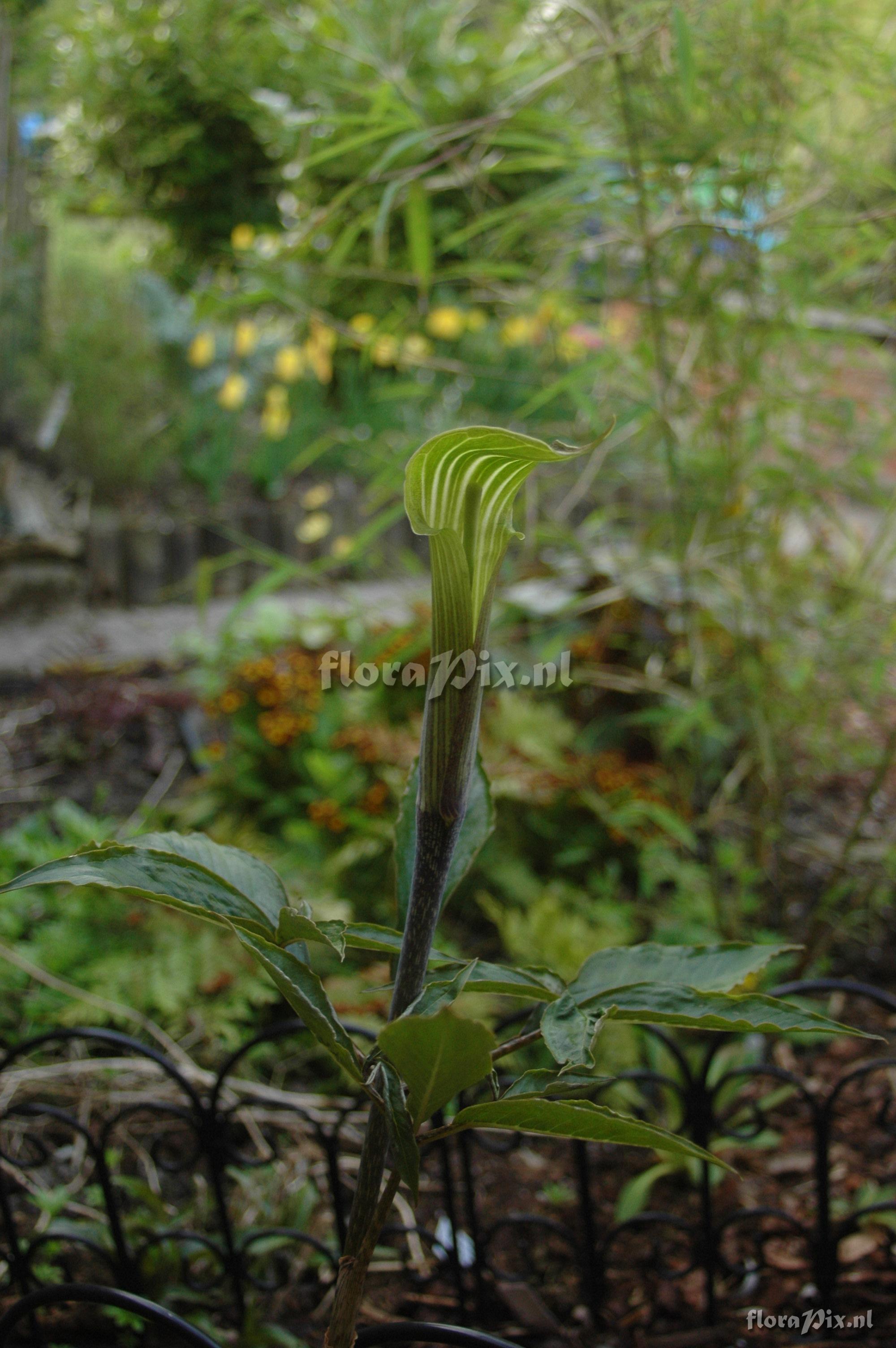 Arisaema maximowiczii