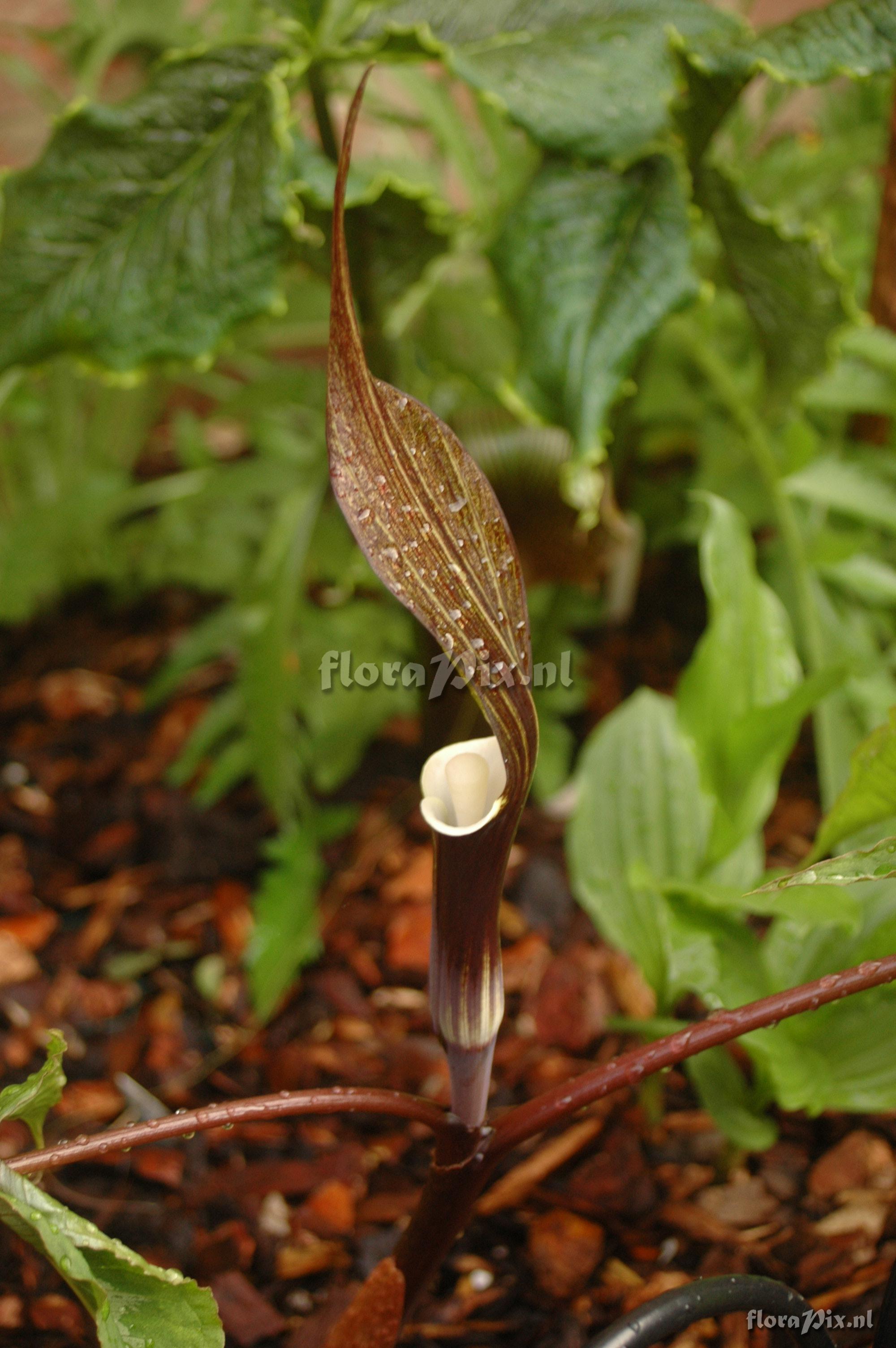 Arisaema sikokianum