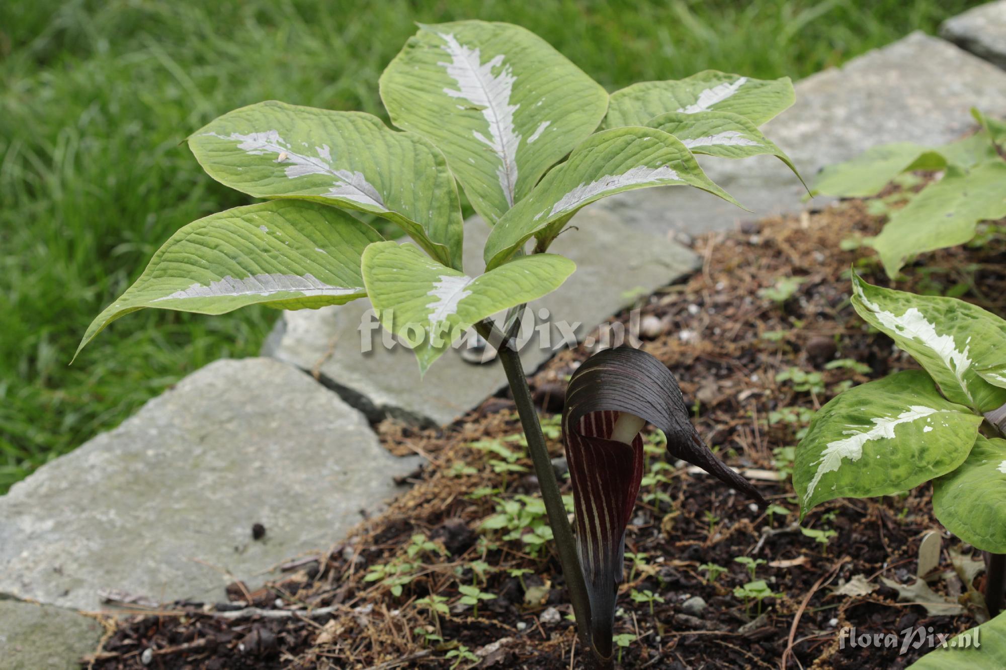 Arisaema sazensoo