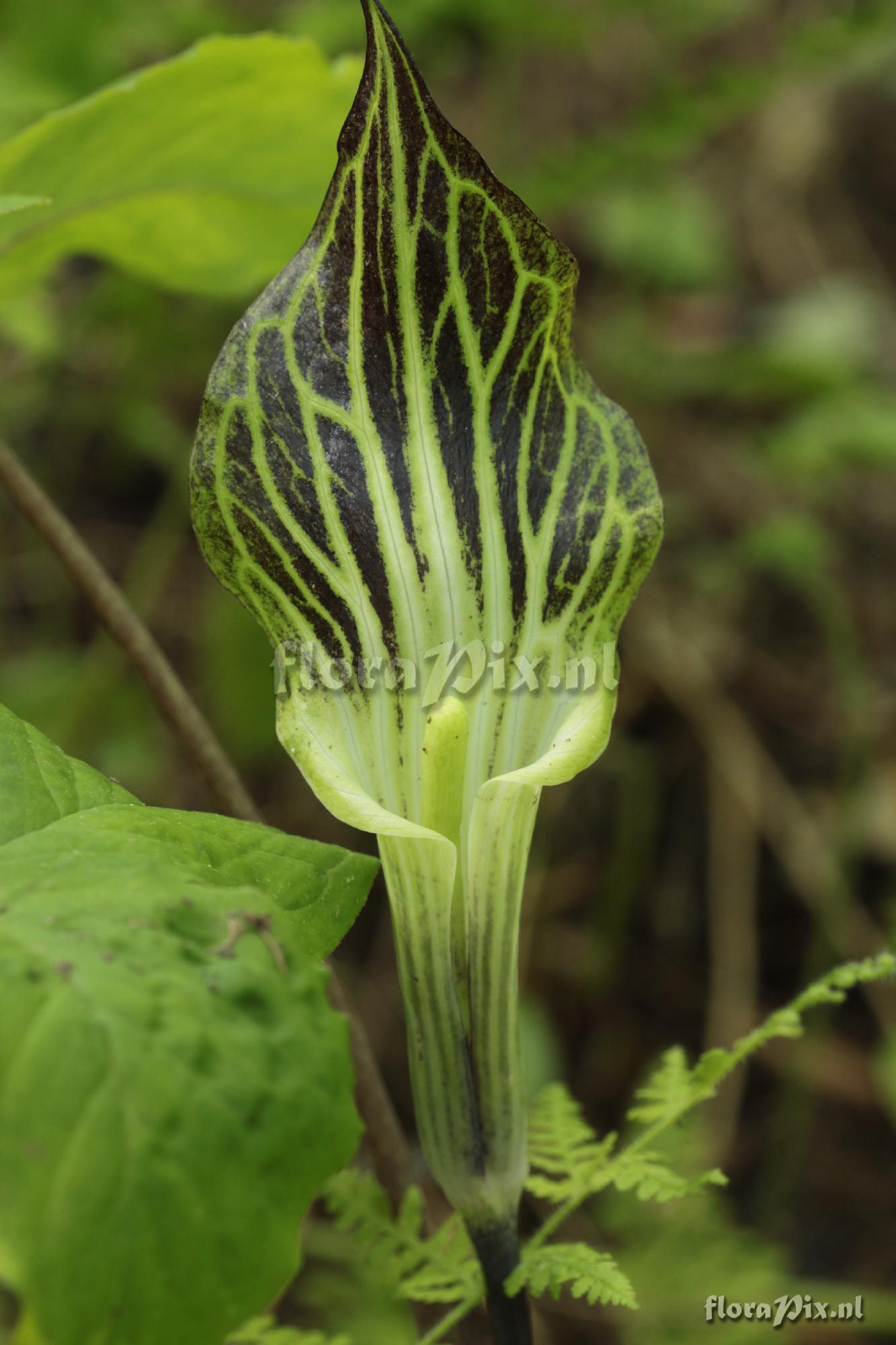 Arisaema triphyllum