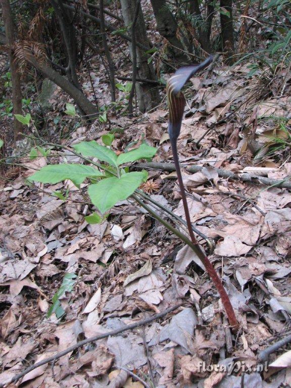 Arisaema engleri