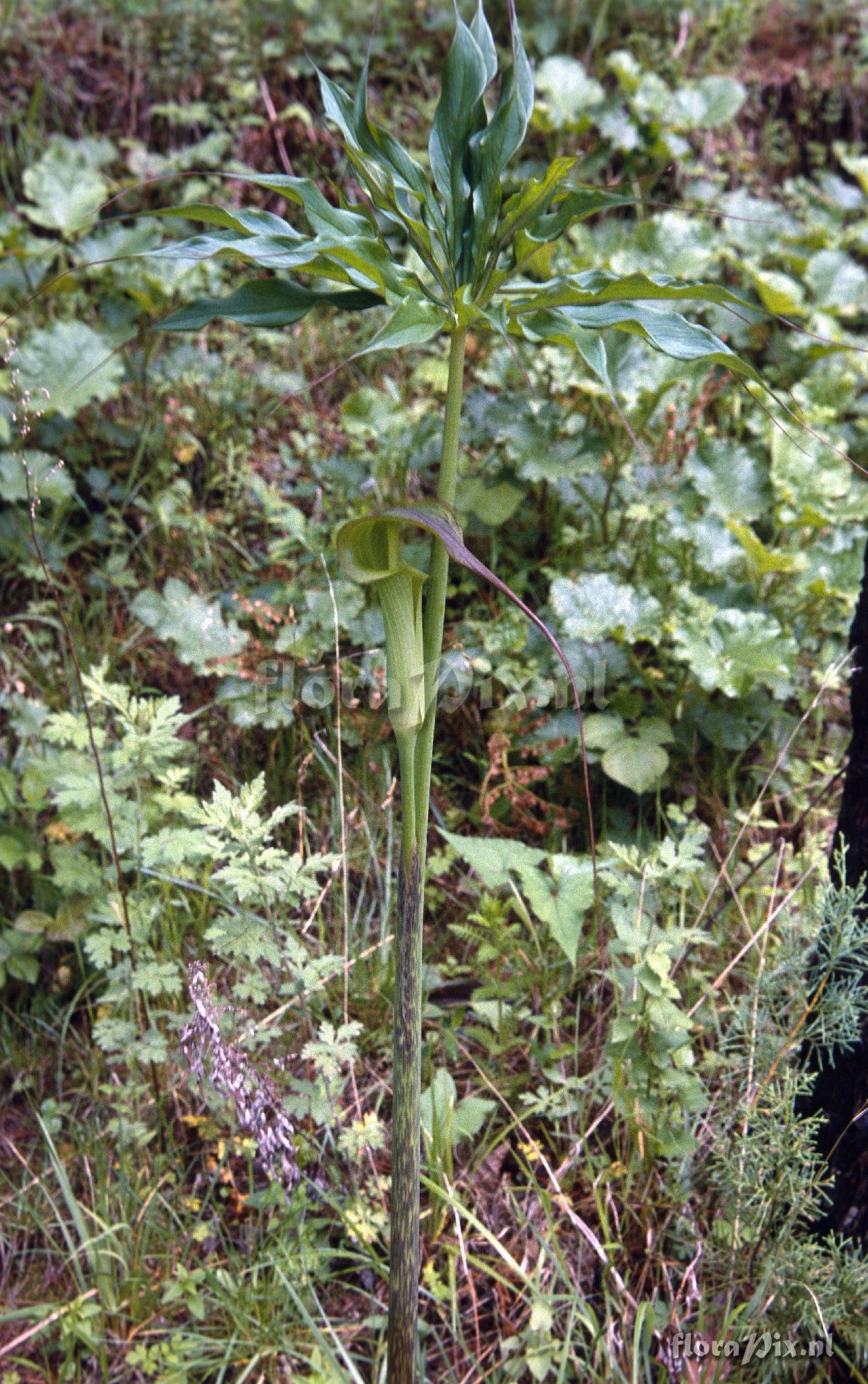 Arisaema consanguineum