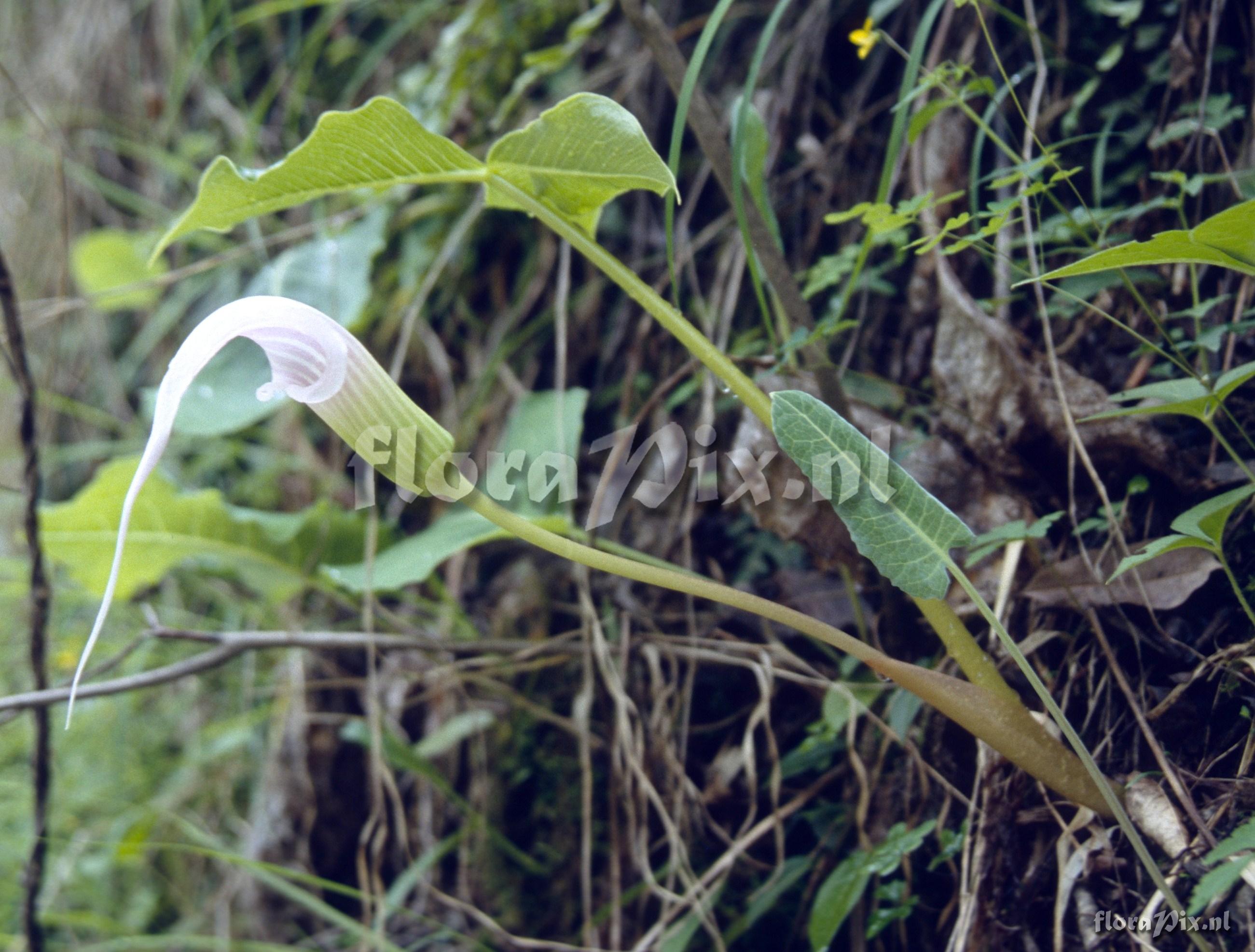 Arisaema candidissimum