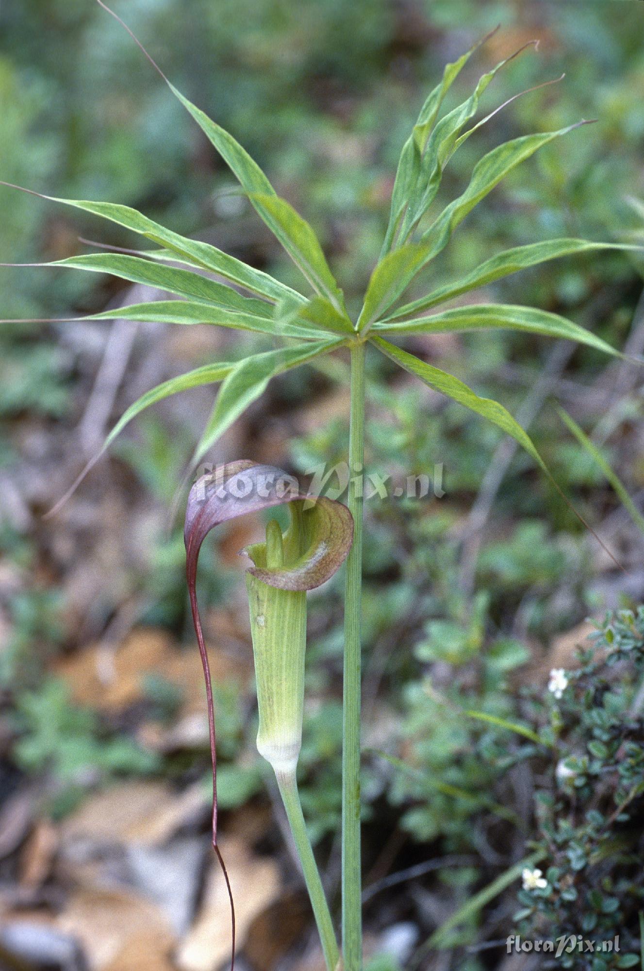 Arisaema spec