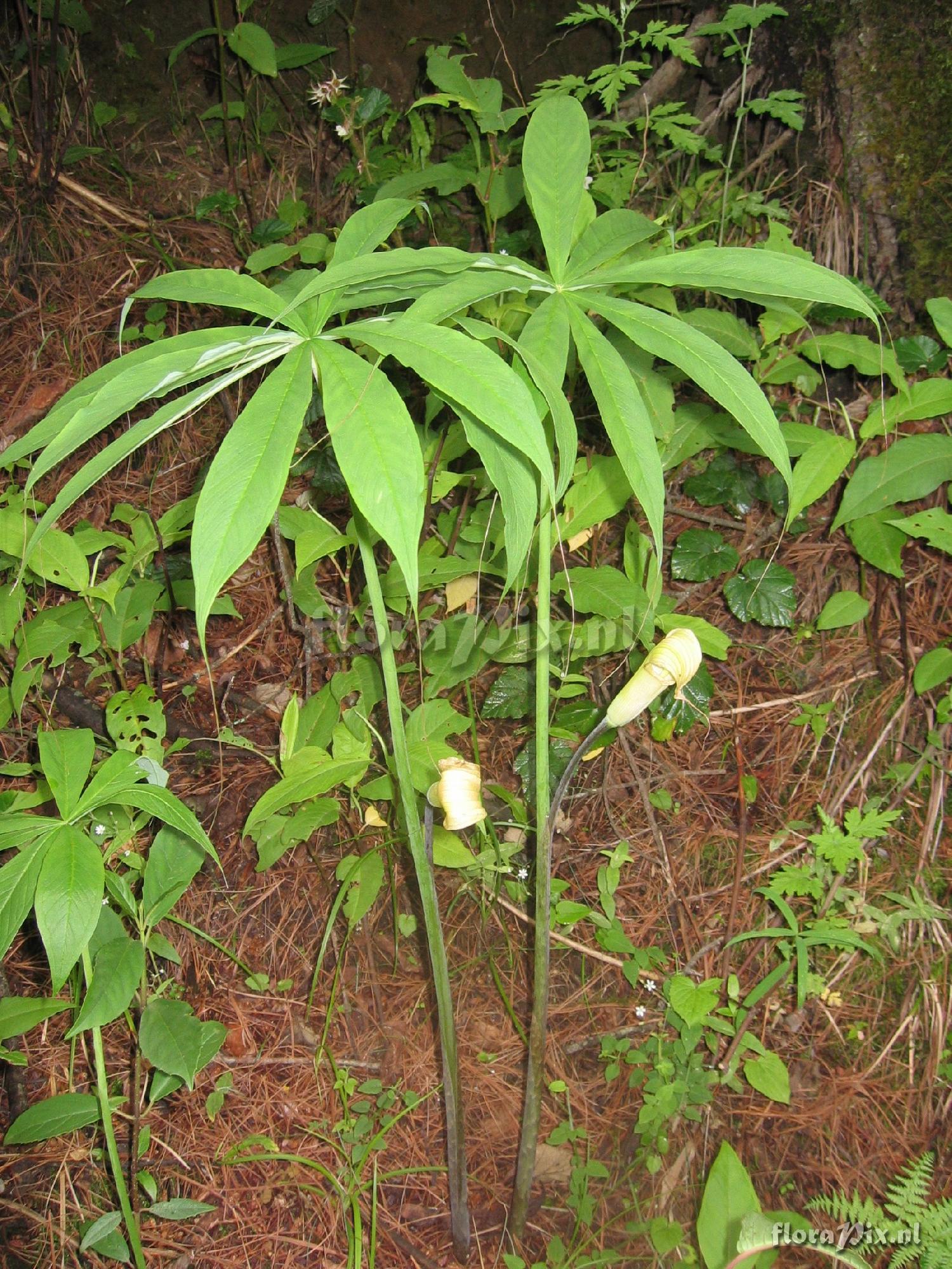 Arisaema spec