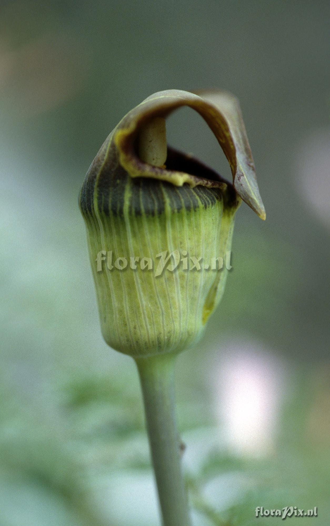 Arisaema flavum