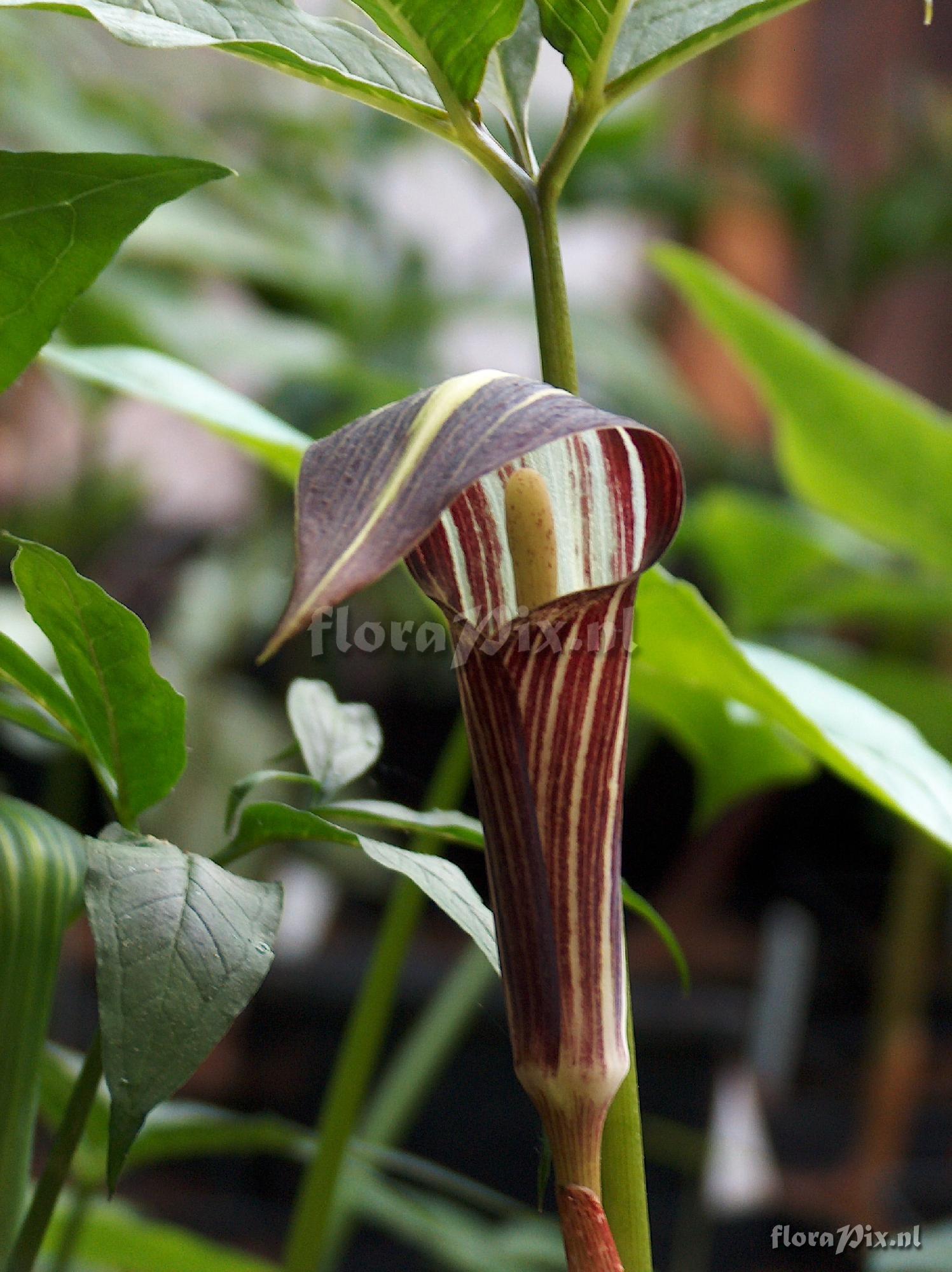 Arisaema kuratae