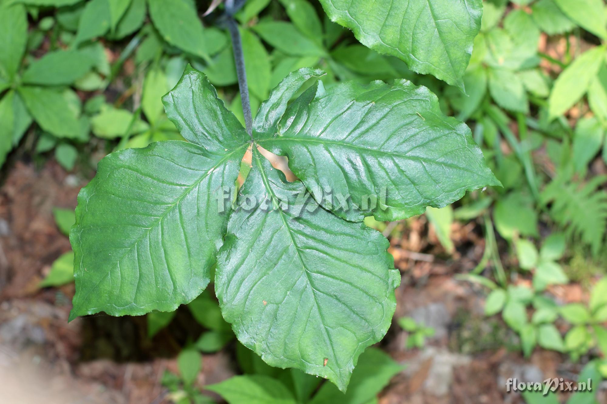 Arisaema triphyllum