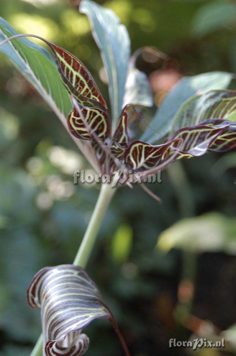 Arisaema ciliatum var. liubaense