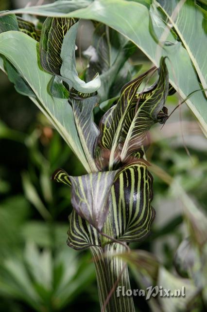 Arisaema ciliatum var. liubaense