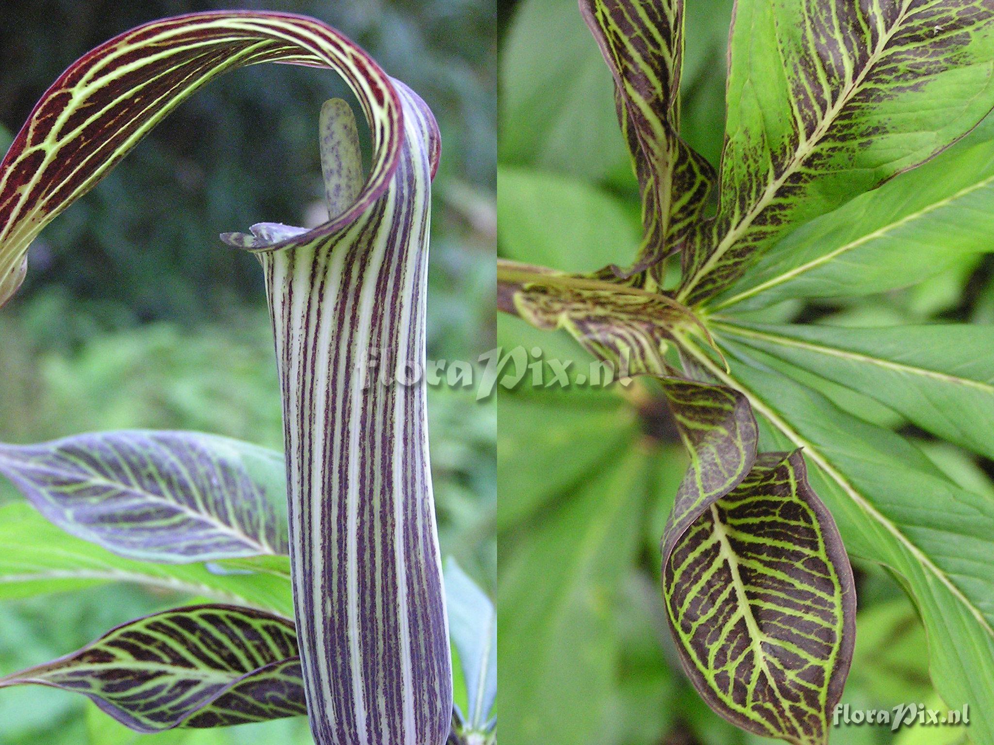 Arisaema ciliatum ( patterned leave)