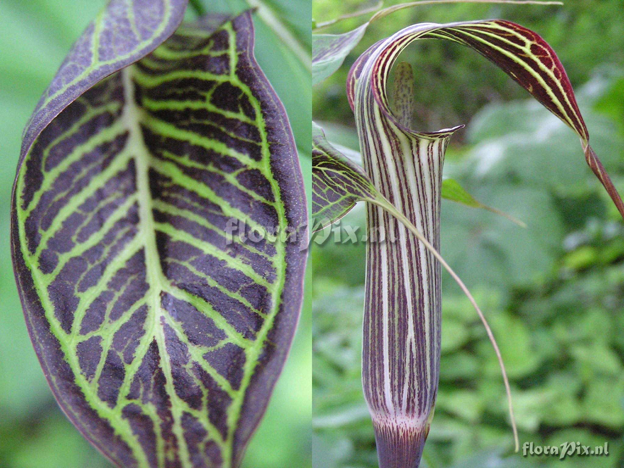 Arisaema ciliatum ( patterned leave)