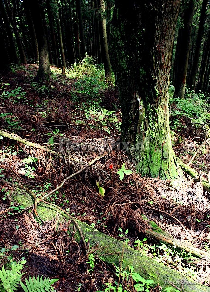 Arisaema ternatipartitum