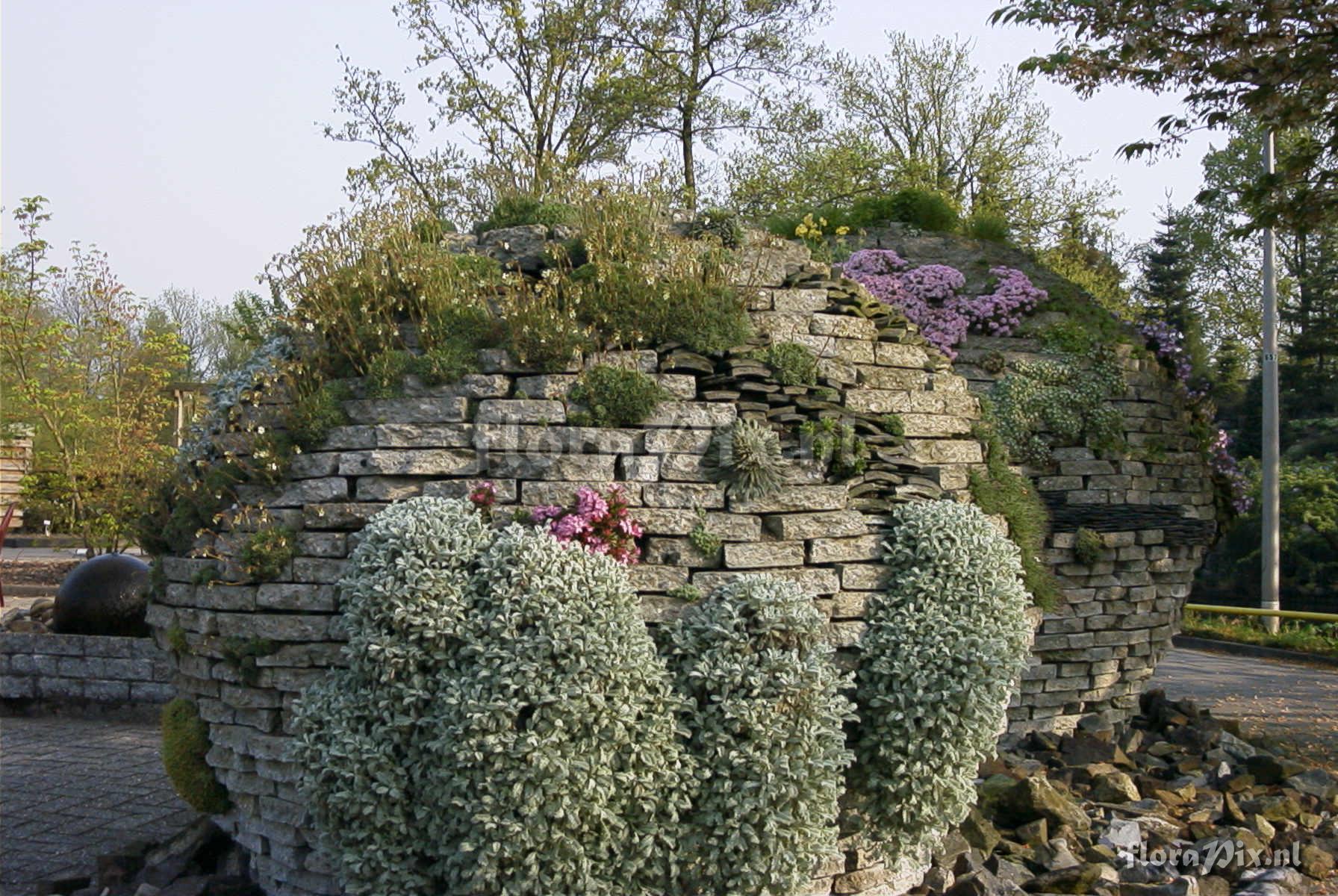 Saxifraga and Daphne