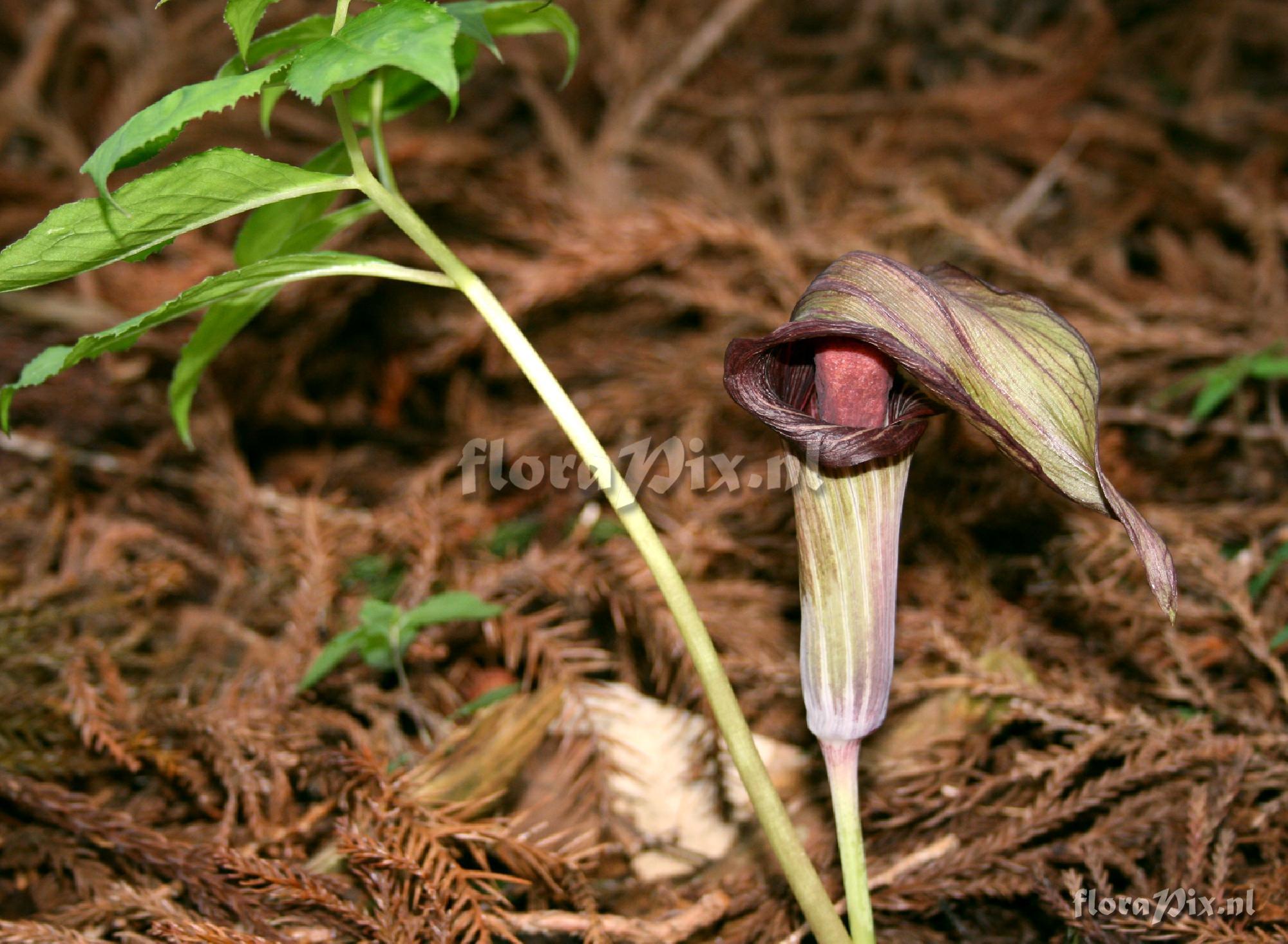 Arisaema serratum var. izuense