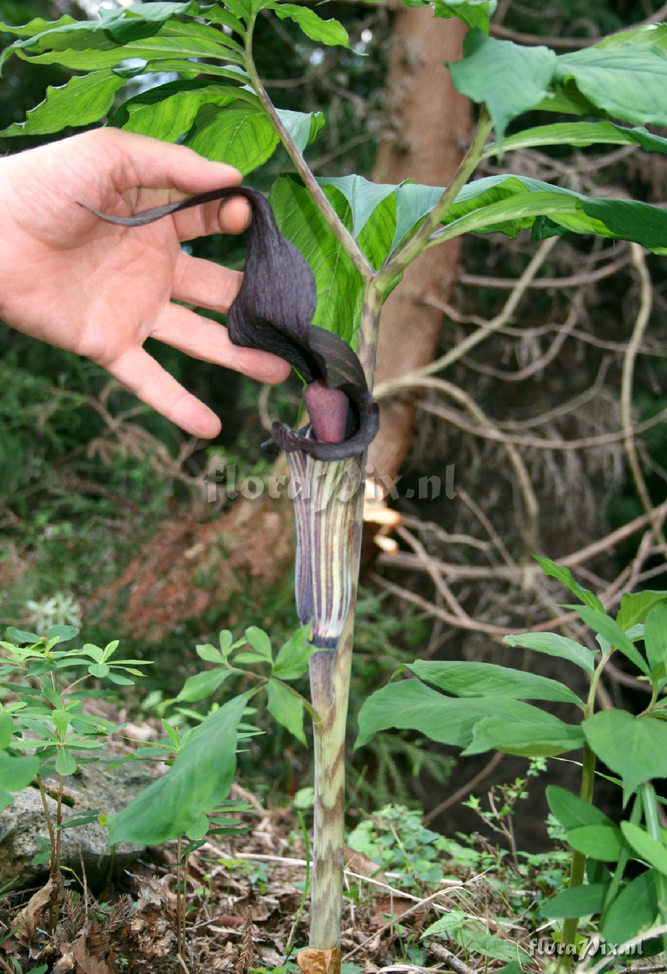 Arisaema serratum var. izuense