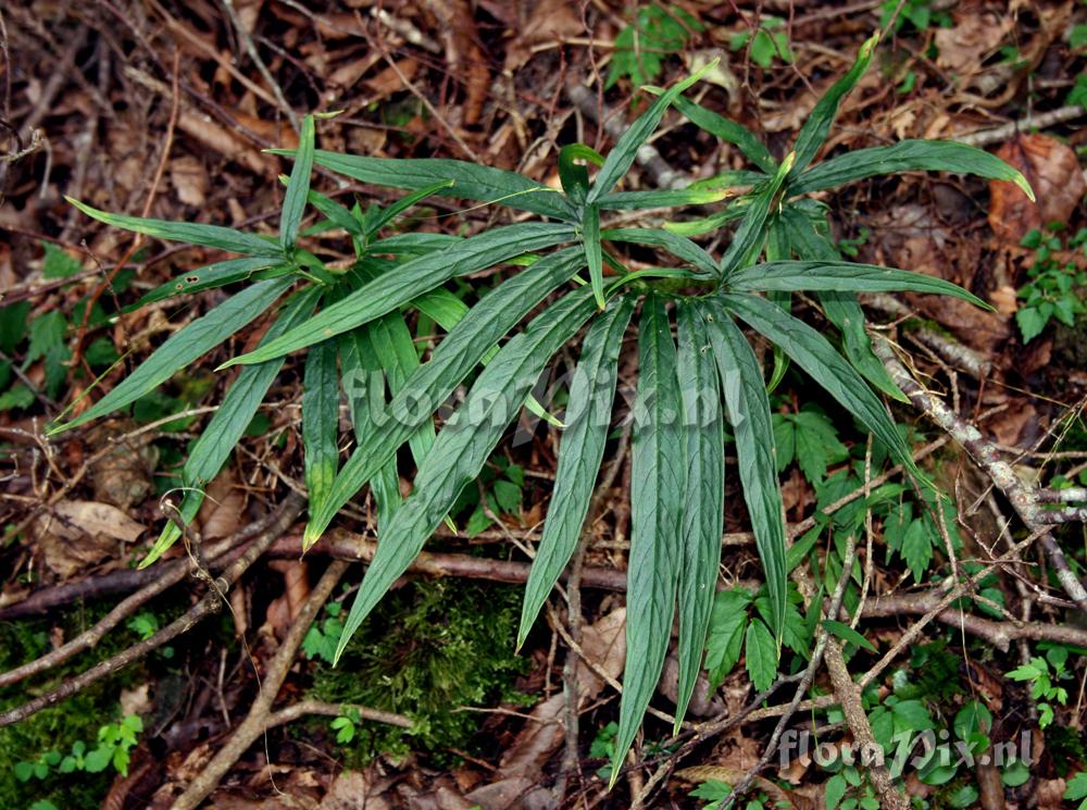 Arisaema undulatifolium