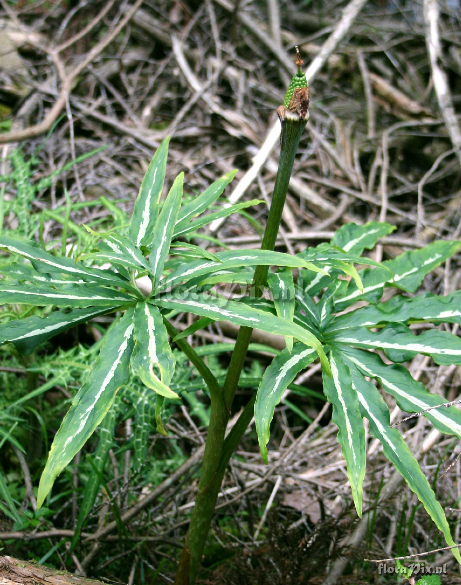 Arisaema undulatifolium