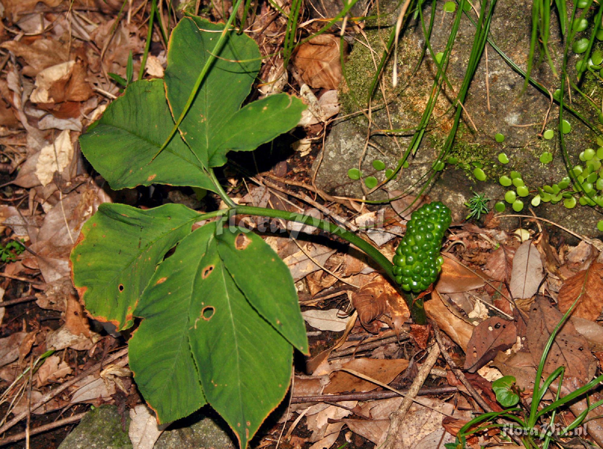 Arisaema kuratae