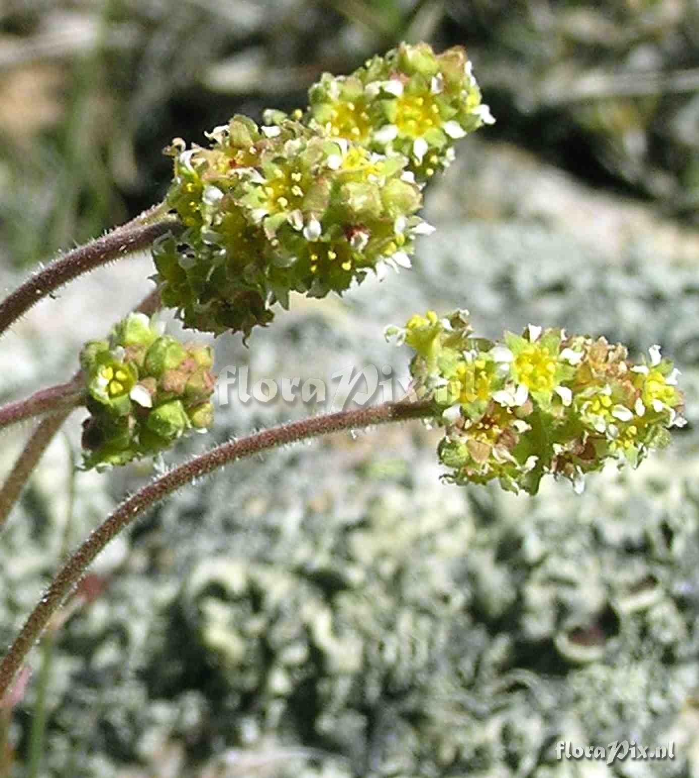Heuchera parvifolia var. nivalis