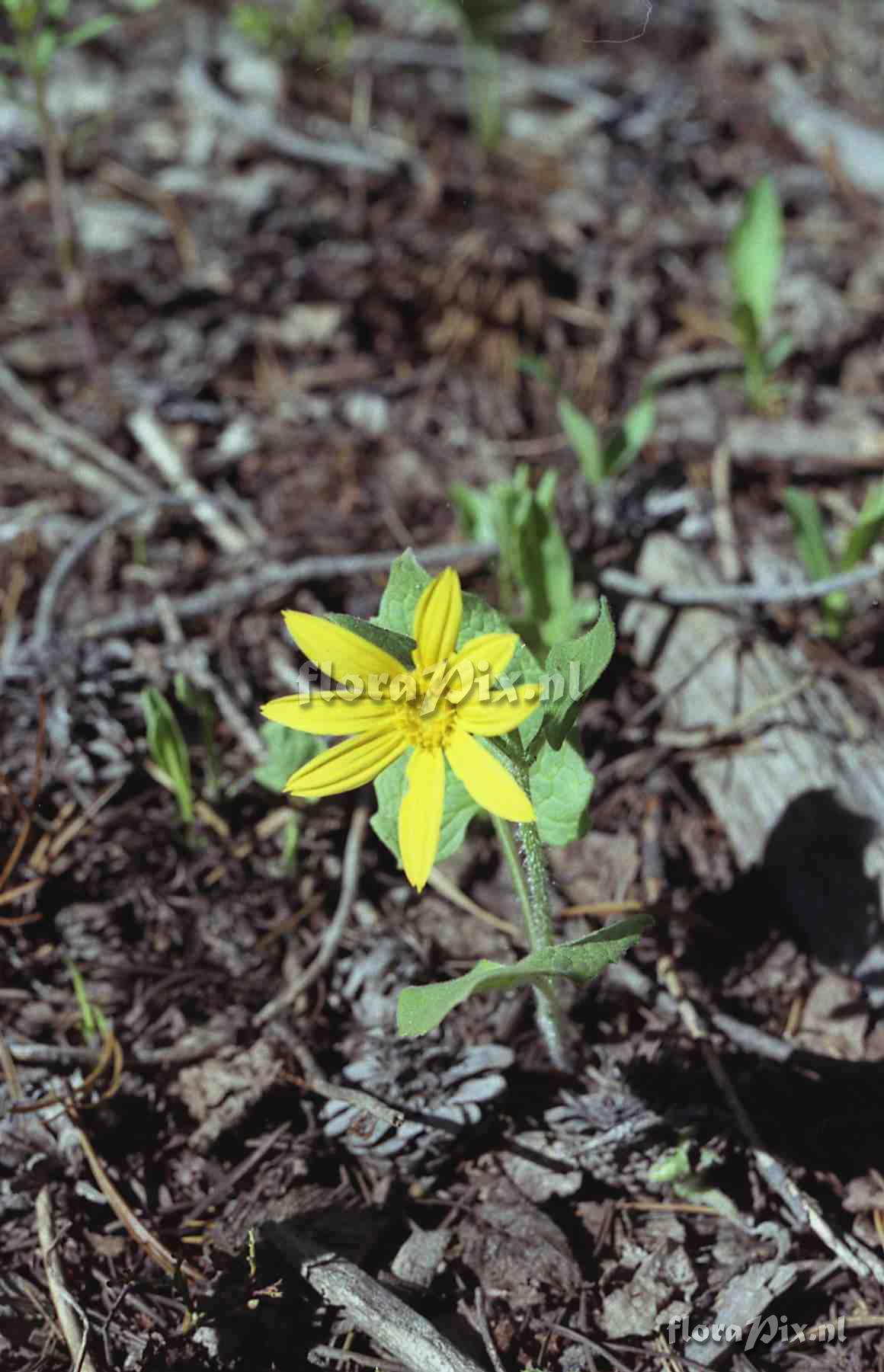 Arnica cordifolia