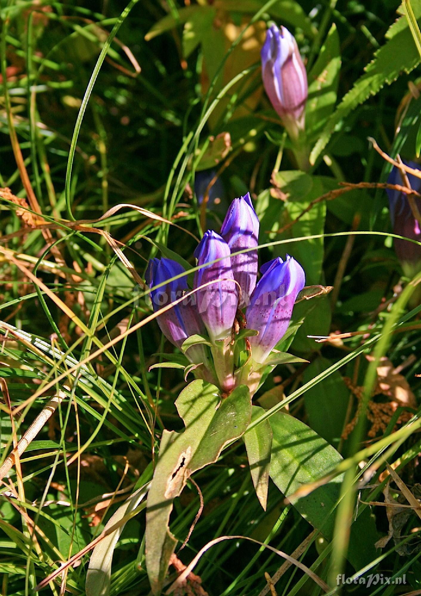 Gentiana scabra var. buergeri