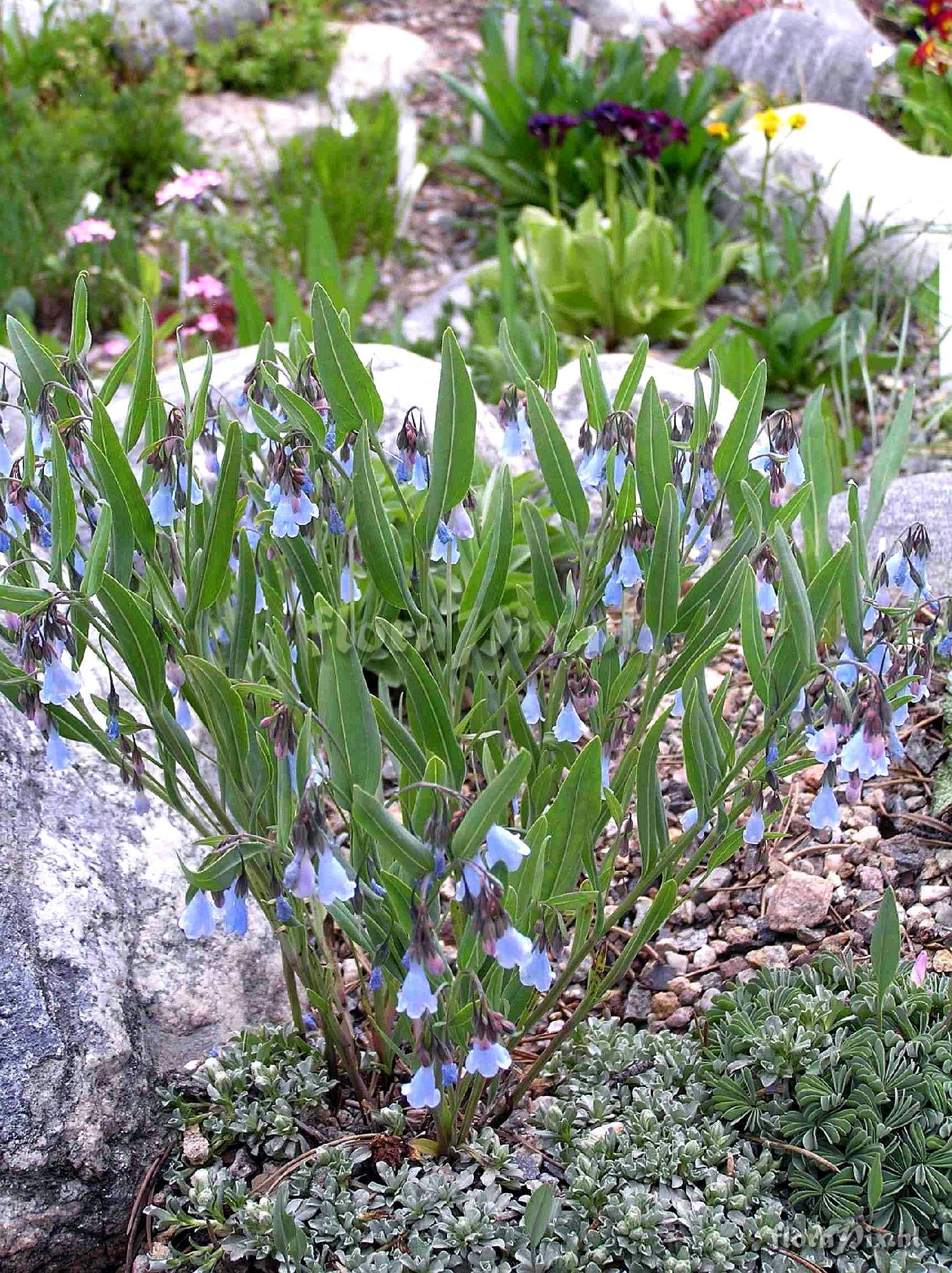 Mertensia lanceolata