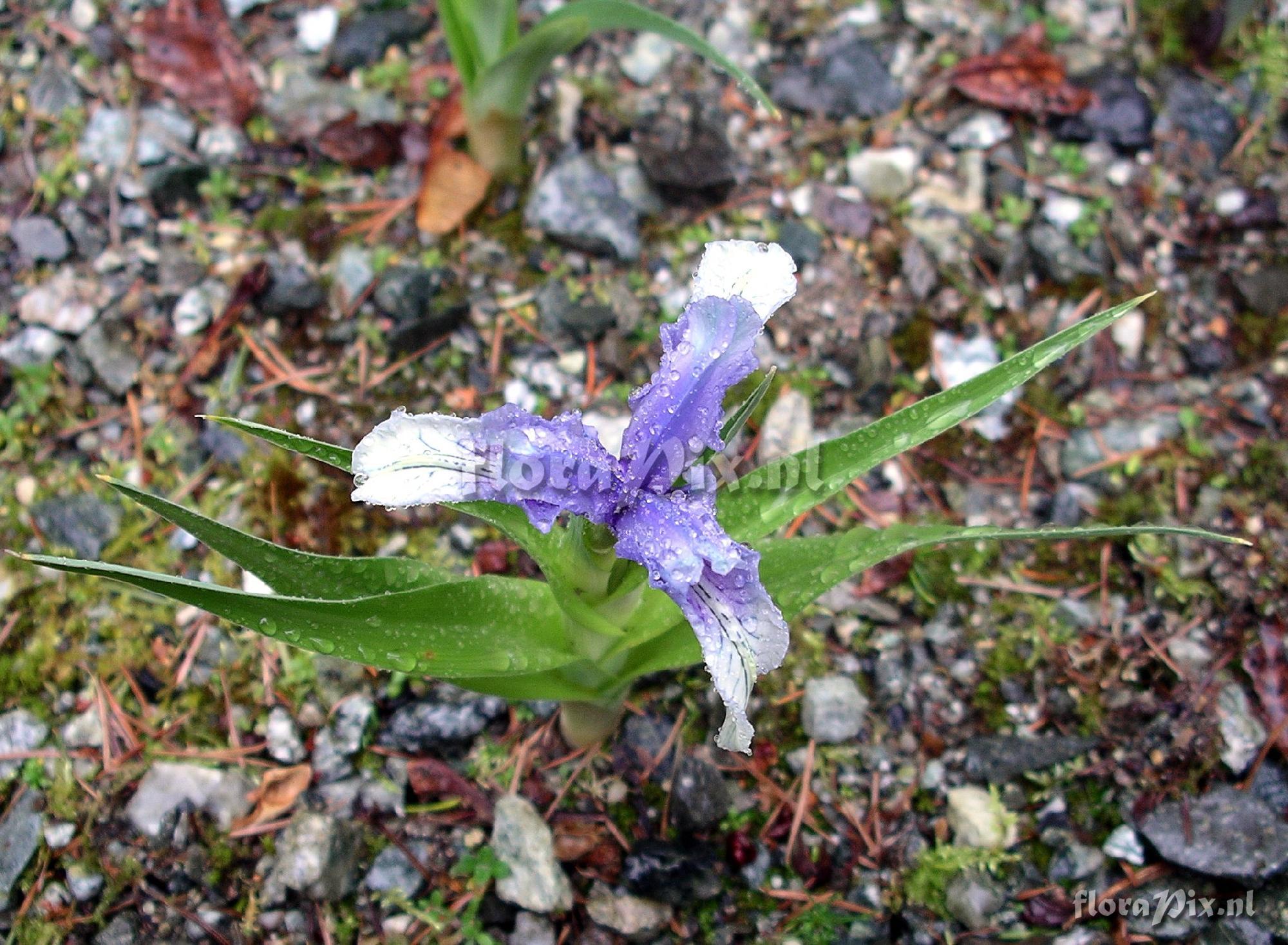 Iris aucheri