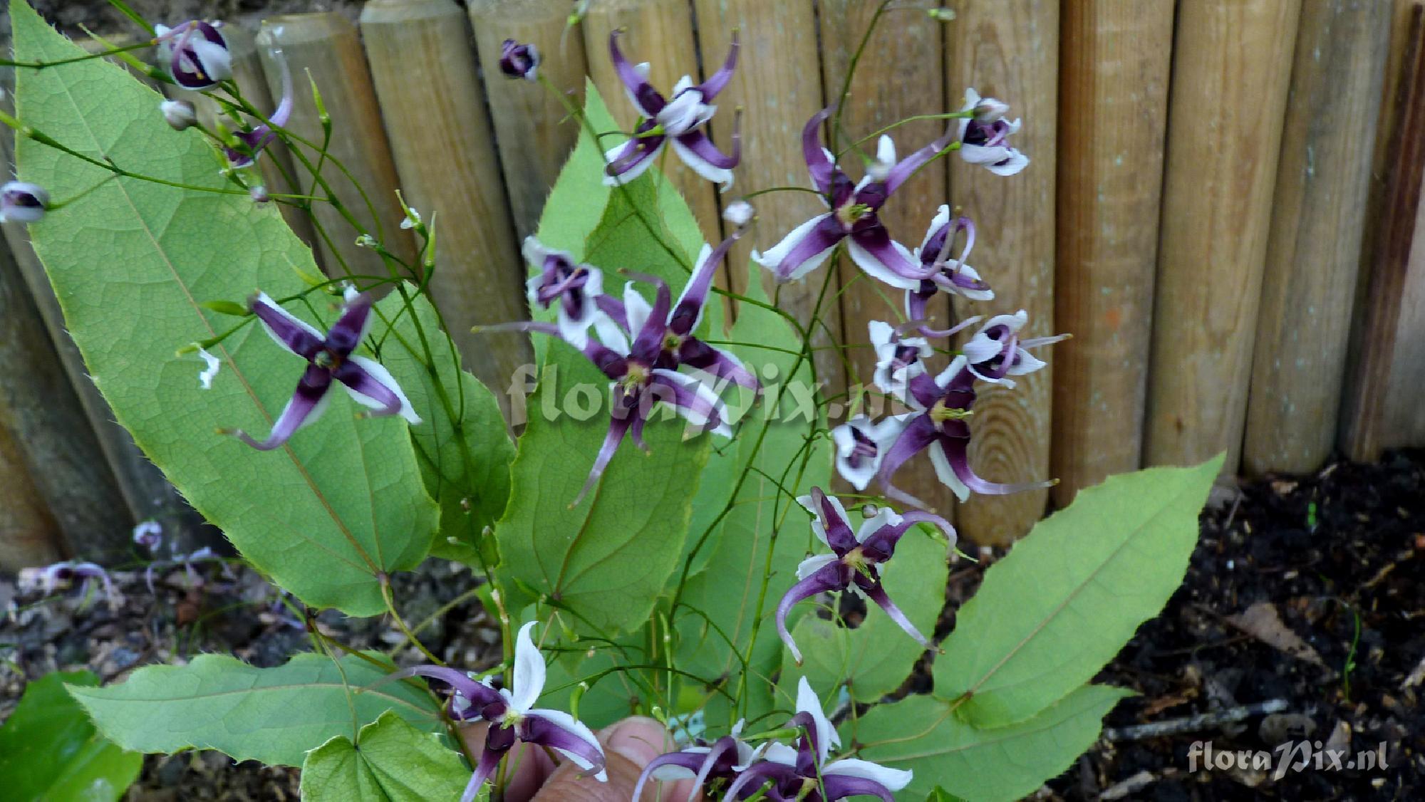 Epimedium x omeiense 