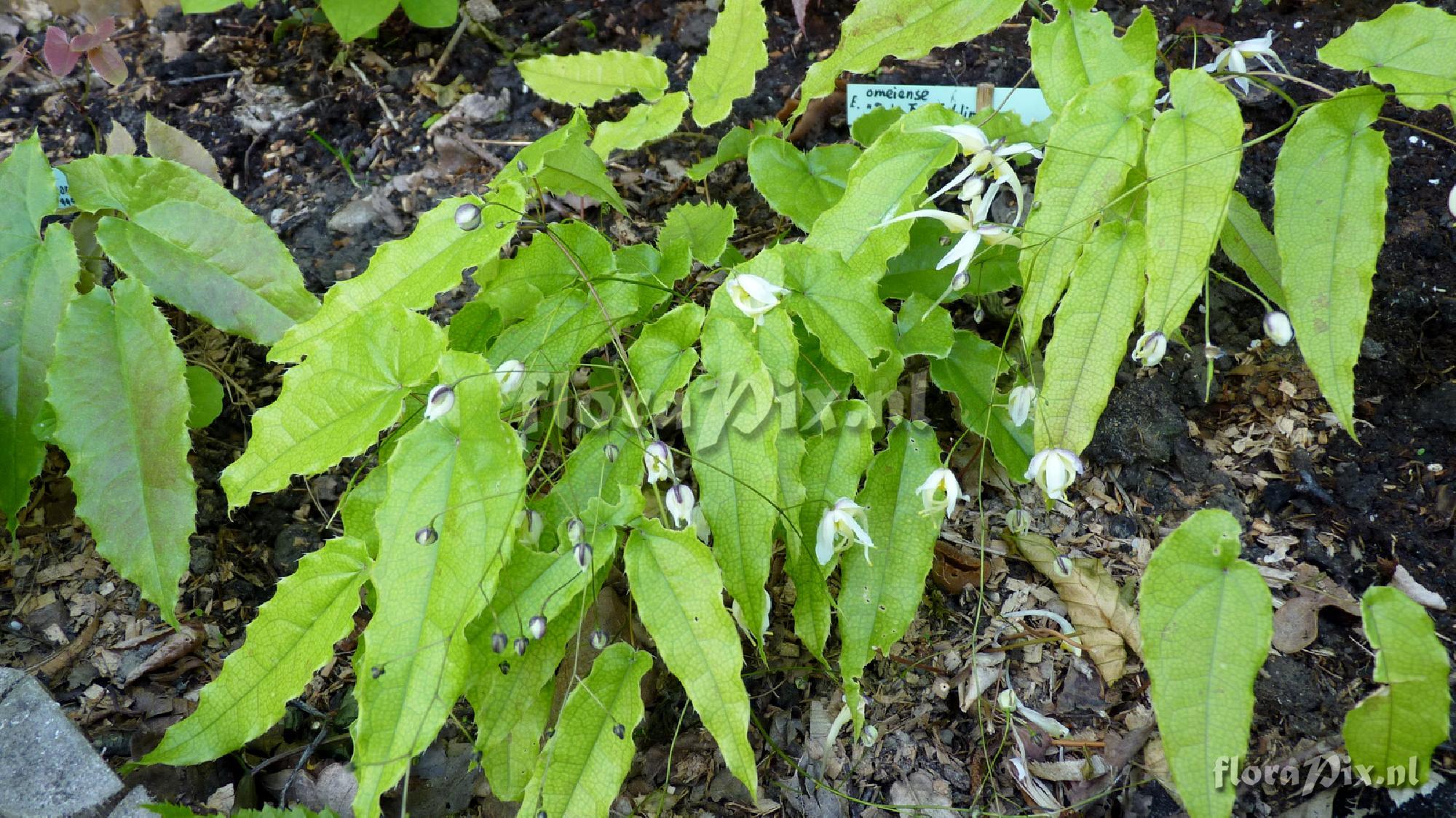 Epimedium x omeiense 