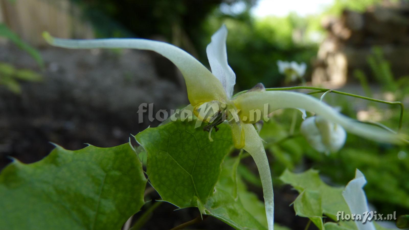 Epimedium x omeiense 